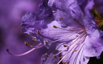 Lilies, Flowers, Nature, Marco, Purple HD wallpaper