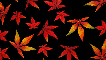 Autumn, leaves, abstract HD wallpaper