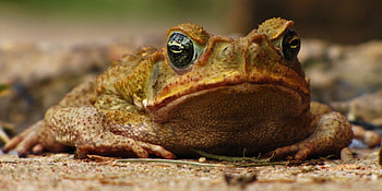 Cane toad, Amphibious creature, background, Animal species HD wallpaper