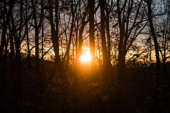 Nature, Trees, Sunset, Autumn, Branches, Sunlight HD wallpaper