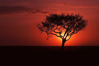 Sun behind Tree, cool, sun, , tree HD wallpaper