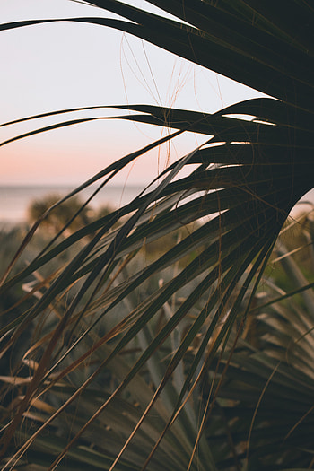 Nature, Leaves, Plant, Dark, Palm, Branch HD phone wallpaper