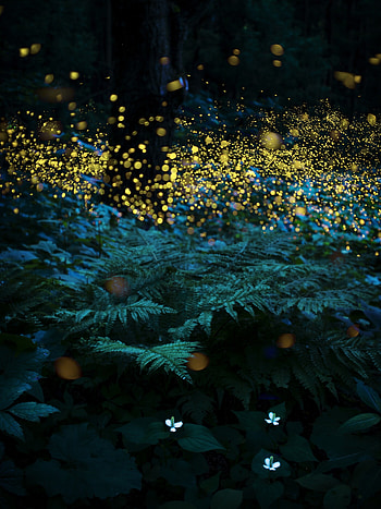 Summer forest fairies, Silver winner, Enchanting atmosphere, Fantasy graphy HD phone wallpaper