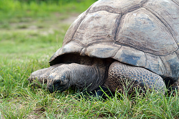 Aldabra Giant Tortoise, Bird Island, Esmeralda, Seychelles' oldest tortoise HD wallpaper