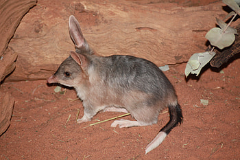 Macrotis (Bilby), Bilby , Australian native, Unique marsupial HD wallpaper