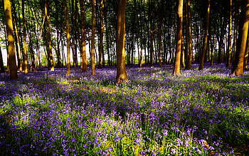 Bluebells, nature, flowers, forest HD wallpaper