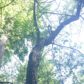 Walk through trees, Elm tree, Nature, Page 6 HD phone wallpaper