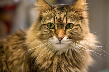Animals, Cat, Muzzle, Sight, Opinion, Fat, Thick HD wallpaper