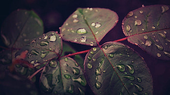 Leaves, Drops, Plant, Macro, Dew HD wallpaper