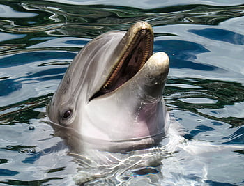 A vibrant bottlenose dolphin emerges from the ocean waters, showcasing its playful nature. HD wallpaper