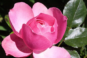 A close-up of a vibrant pink rose in full bloom surrounded by green leaves. HD wallpaper