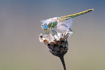 Flower, Macro, Close-Up, Dragonfly HD wallpaper