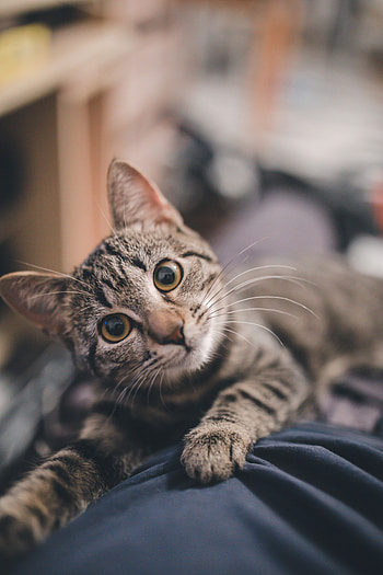 Animals, Cat, Striped, Pet, Grey, Sight, Opinion HD phone wallpaper