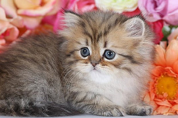 Cute Golden Persian Kitten, kitten, golden, animals, cats, cute, Persian HD wallpaper