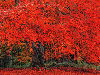red maple, autumn, leaves, trunk HD wallpaper