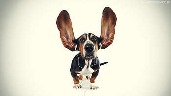 Funny, Music, Animals, Dogs HD wallpaper
