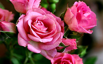 Pink Roses FC, graphy, floral, beautiful, romance, beauty, pink, wide screen, flower, love, , Rose HD wallpaper