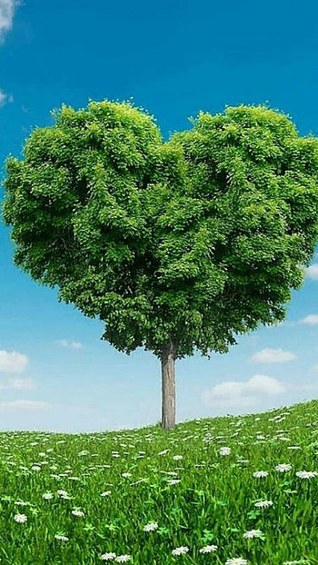 Green Heart, Heart Shape Tree HD phone wallpaper
