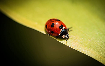 Plant, Macro, Sheet, Leaf, Insect, Ladybug, Ladybird HD wallpaper