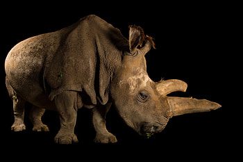 Rare Northern White Rhino, As of March 2018 only two White Rhino are alive Both female, Ceratotherium simum cottoni, Weight 1 point 6 to 4 tons, Critically endangered HD wallpaper