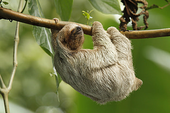 funny sloth animals Car HD wallpaper