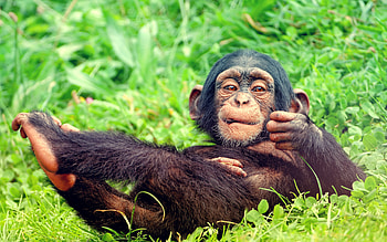 Animals, Monkeys HD wallpaper