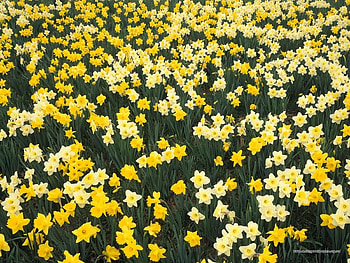 Plants, Flowers, Background, Narcissussi HD wallpaper