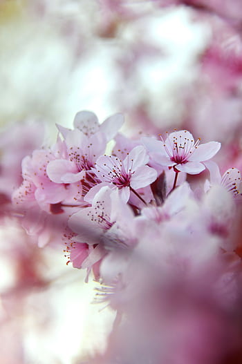 Detailed close-up of pink cherry blossoms in full bloom, capturing their delicate beauty. HD phone wallpaper