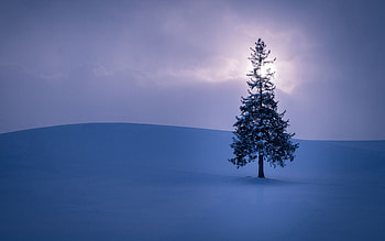 Nature, Sky, Snow, Horizon, Fir, Spruce HD wallpaper