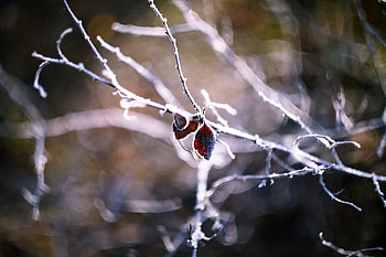 Leaves, Macro, Form, Branch, Dry HD wallpaper