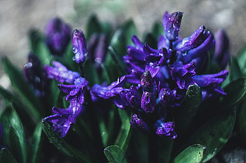 Flowers, Violet, Drops, Flower, Plant, Close-Up, Purple HD wallpaper