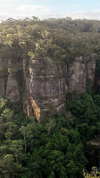 Immersive rainforest, Serenity of nature, , Breathtaking scenery HD phone wallpaper