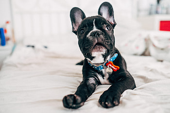 Animals, Muzzle, Puppy, Collar, Bulldog HD wallpaper