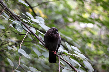 Animals, Leaves, Glare, Bird, Sit, Branch, Dove HD wallpaper