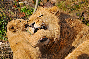 Animals, Young, Aggression, Muzzle, Lion, Predator, Joey, Play HD wallpaper