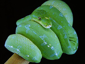 MANOKWARI GREEN TREE PYTHON, snake, green, constrictor, serpent, green tree python, python HD wallpaper