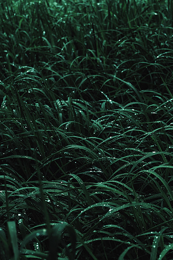 Grass, Drops, Macro, Wet, Dew HD phone wallpaper