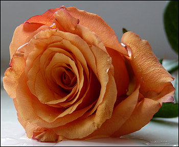 for you, rose, colored, flower, beautiful, orange HD wallpaper