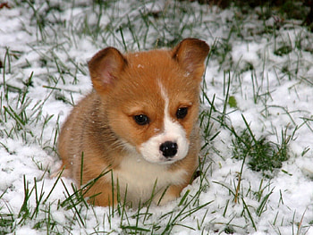 Dog, winter, pay, dogs, cute, puppies, beauty, dog face, snow, animals, adorable, sweet, beautiful, playful, playful dog, puppy, pretty, face, lovely, bubbles HD wallpaper