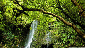 Matai Falls,New Zealand, trees, waterfall, nature, forest HD wallpaper