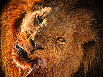 Lunch break, mane, feeding, power, king, hunter, cat, lion, male HD wallpaper