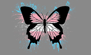 Transgender Butterfly [] ... HD wallpaper
