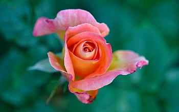 Rose, leaf, nature, flower HD wallpaper