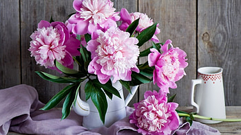 peonies, vase, bouquet, cup HD wallpaper