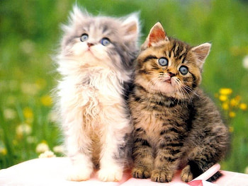 Sweet mates, sweet, animal, kitten, cat, feline, pet HD wallpaper