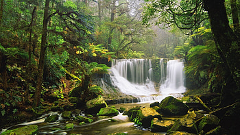 Rainforest , Vibrant and exotic, Nature's sanctuary, Biodiversity hotspot HD wallpaper