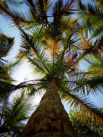 Nature, Trees, Leaves, Palms, Bottom View HD phone wallpaper