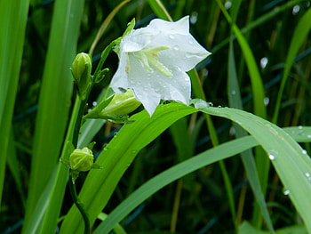 Balloon Flower With Raindrops, graphy, Balloon Flowers, Flowers, Nature, Raindrops HD wallpaper