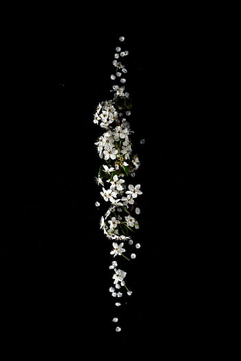 Minimalist display of white flowers in thin line on a black background. HD phone wallpaper