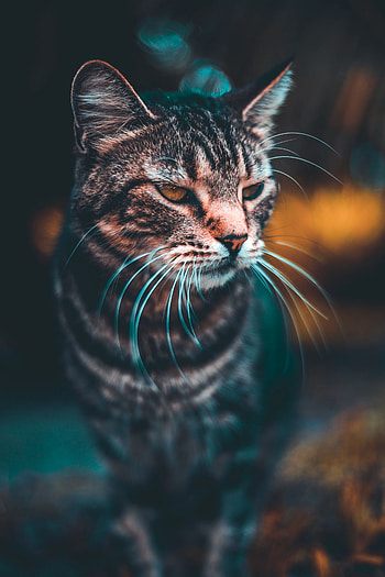 Animals, Cat, Muzzle, Blur, Smooth, Sight, Opinion HD phone wallpaper